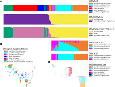 Solving the mystery of Obake rice in Africa: population structure analyses of Oryza longistaminata reveal three genetic groups and evidence of both recent and ancient introgression with O. sativa